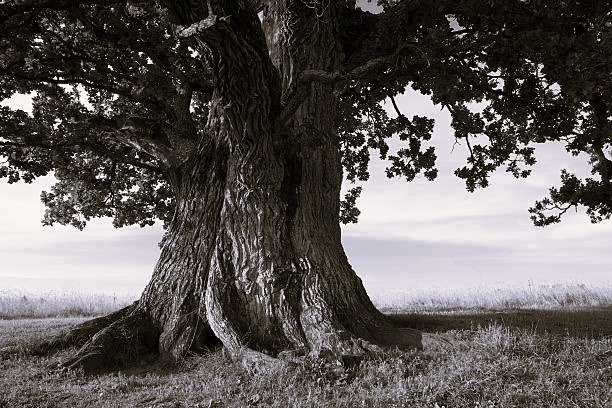 Large oak tree in black and white.